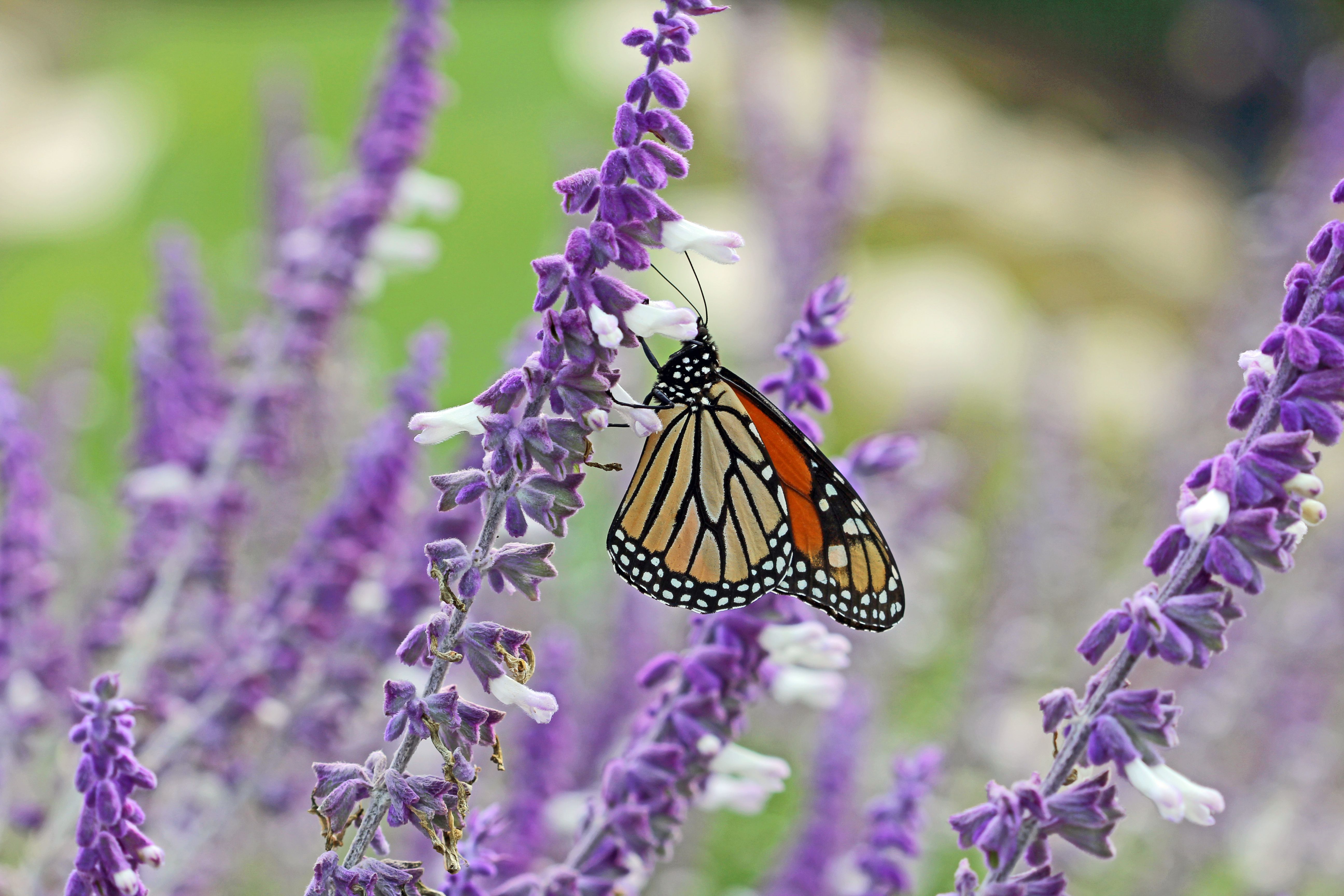 Butterfly on lavender