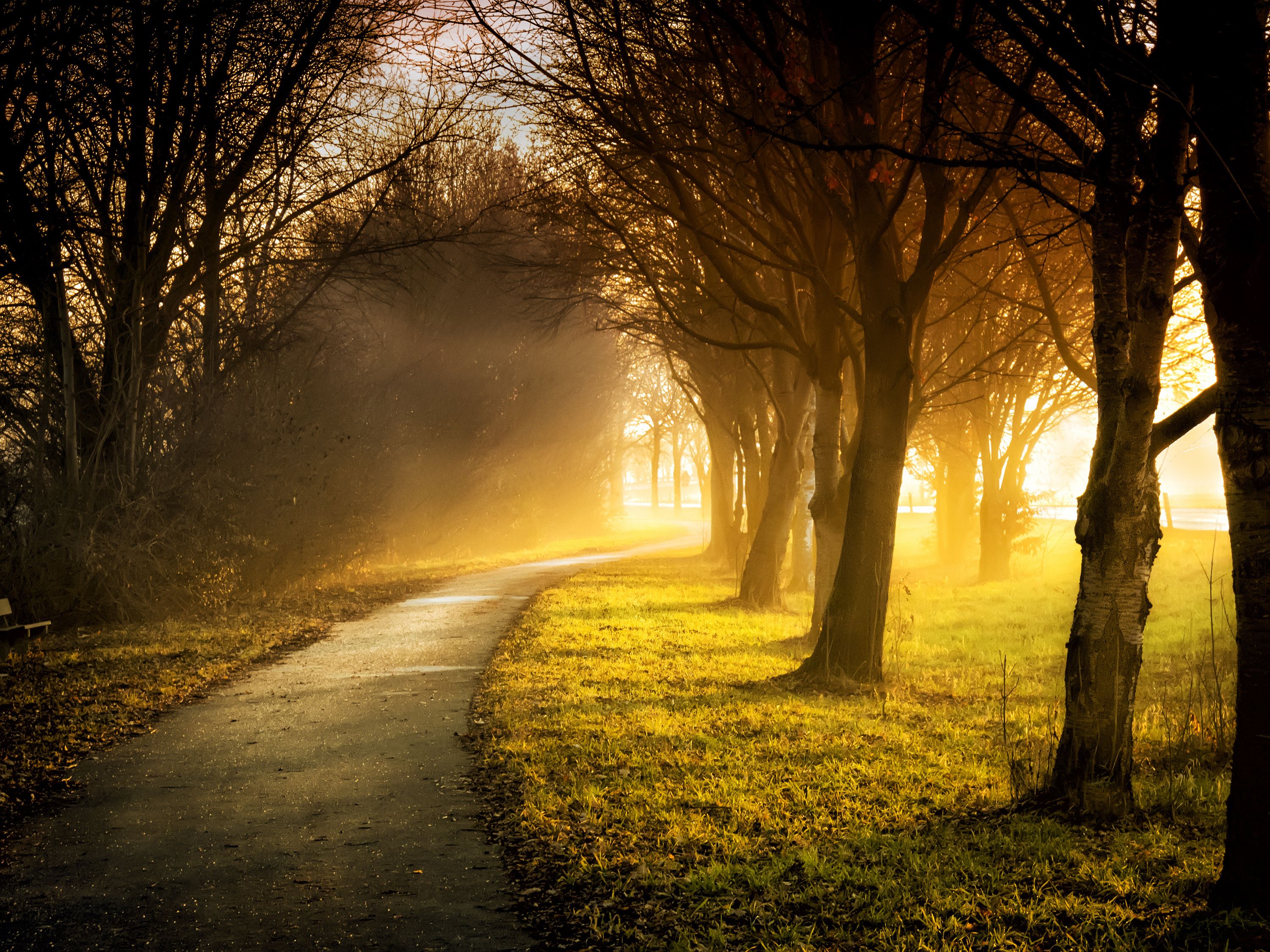 A sunlit path through trees